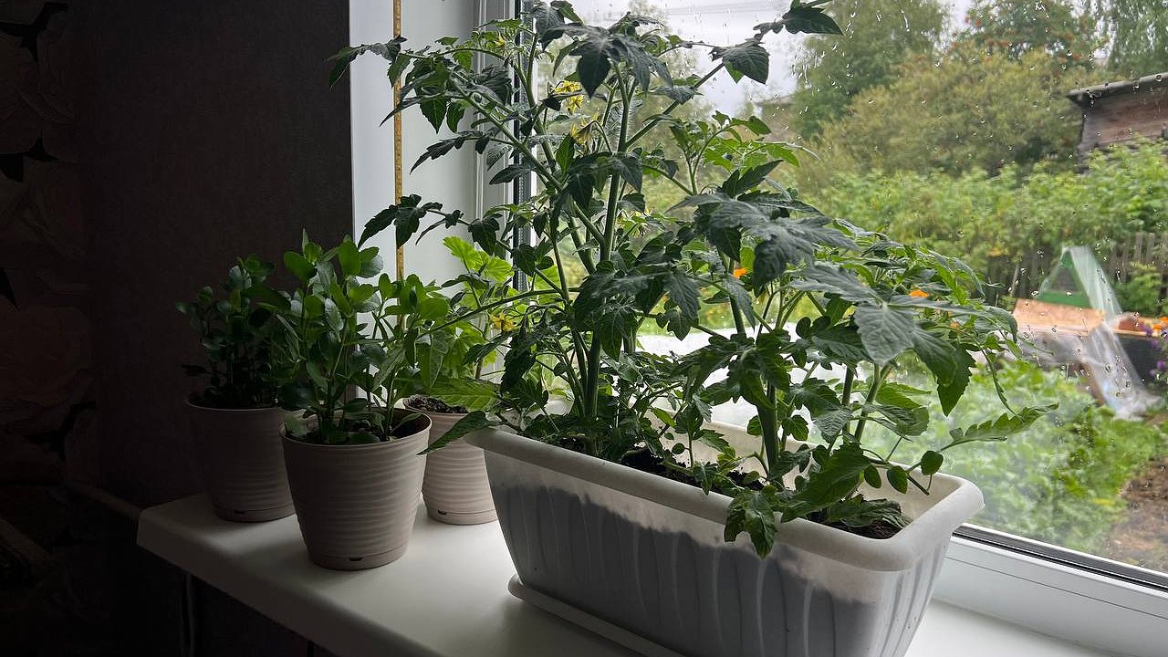 Главная картинка новости: Рассада не вытянется: 5 простых правил, которые спасают уже 20 лет