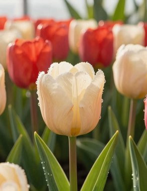 Два миллиона тюльпанов вырастили на Урале к 8 Марта: где их можно будет купить