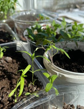 Когда сажать перец на рассаду в 2026 году: подробный календарь для всех регионов России