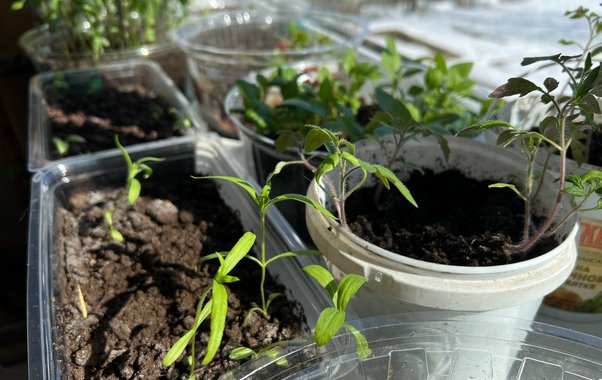 Когда сажать перец на рассаду в 2026 году: подробный календарь для всех регионов России