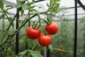 Миниатюра новости: Новая схема посадки томатов: 3 правила, которые дают +50% урожая в теплице