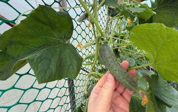 Посев огурцов на рассаду в марте: когда сажать и как вырастить крепкие кусты