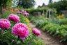 Миниатюра новости: Весенние и летние подкормки пионов: когда, чем и как удобрять, чтобы кусты радовали шапками цветов