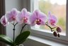 Миниатюра новости: Весна в Екатеринбурге начнется с Фестиваля орхидей: даты, цены и программа