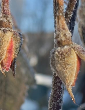 Свердловчан ждут качели: от -37 до 0 градусов и сильный снегопад в начале марта 2026