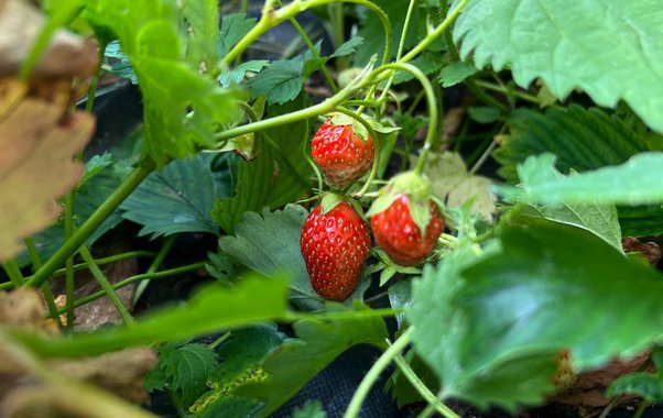 Эту ягоду летом нужно есть каждый день — но об этом молчат диетологи