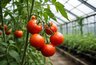 Миниатюра новости: Даже в самое поганое лето они выживут: эти 10 сортов томатов не подведут никогда
