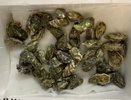 Екатеринбург принял партию живых устриц, прошедших ветеринарный контроль