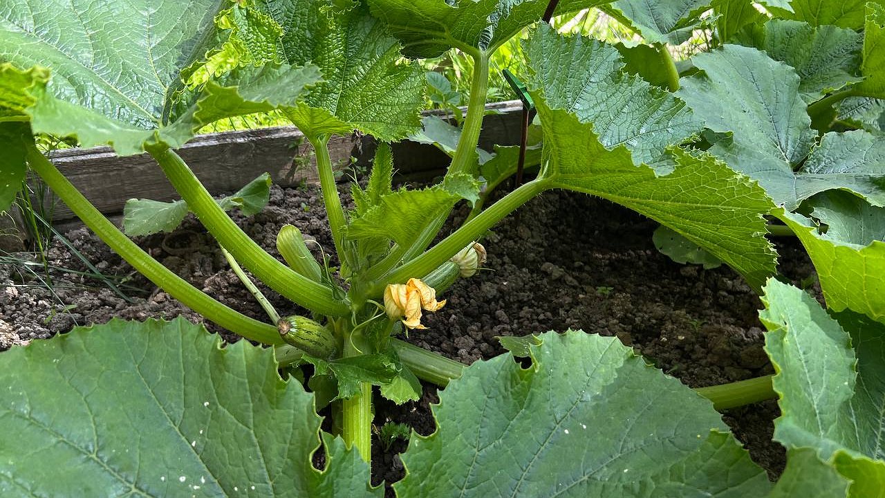 Главная картинка новости: Почему кабачки образуют пустоцветы, а завязи гниют: ответ вас удивит