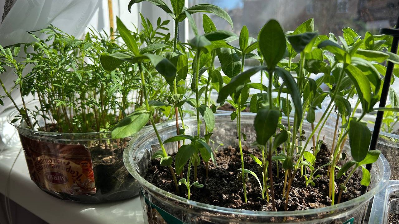 Главная картинка новости: Две ложки в лейку — и рассада не болеет и не вытягивается. Пару копеек из аптеки творят чудеса