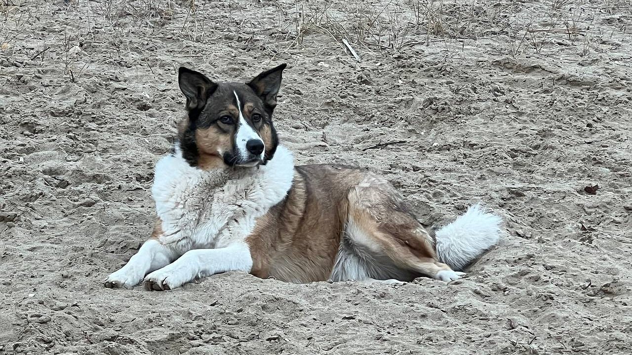 Главная картинка новости: В Нижнем Тагиле на ребёнка набросилась бездомная собака: возбуждено уголовное дело по факту халатности