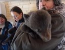 На Урале неизвестные подбросили троих маленьких медвежат в центр реабилитации