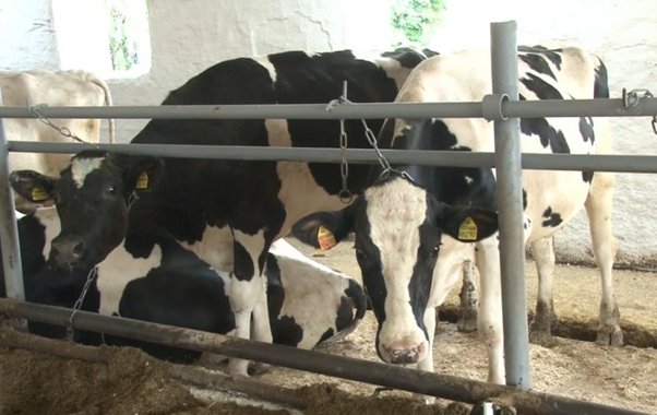 Вывоз сырого молока разрешили в 24 муниципалитетах Свердловской области: список и что изменилось