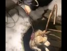 Зооспасатели из Екатеринбурга вытащили собаку из глубокого колодца в Сысерти
