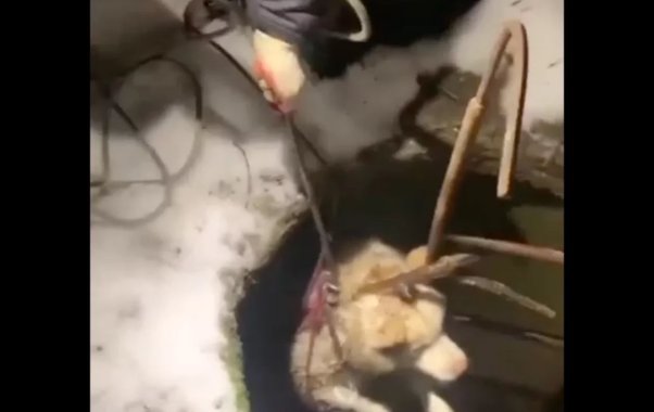 Зооспасатели из Екатеринбурга вытащили собаку из глубокого колодца в Сысерти