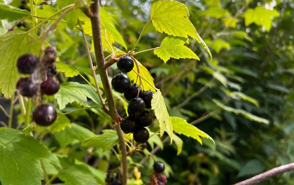 Чтобы смородина не осыпалась и не трескалась: 1 ст.л. на 10 л воды — агроном назвал лучшую подкормку