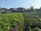 Зачем посыпать огород гречкой — лайфхак от садоводов с опытом: простое удобрение для богатого урожая