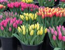 Где купить тюльпаны в Екатеринбурге к 8 Марта: от 57 до 419 рублей