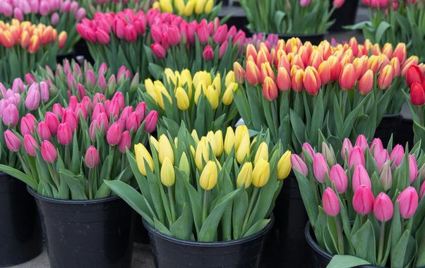 Где купить тюльпаны в Екатеринбурге к 8 Марта: от 57 до 419 рублей