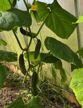 Кидаю 2 семечка в бутыль – и зовусь огуречным королём: урожай собираю вёдрами благодаря яичной скорлупе — пошаговая инструкция