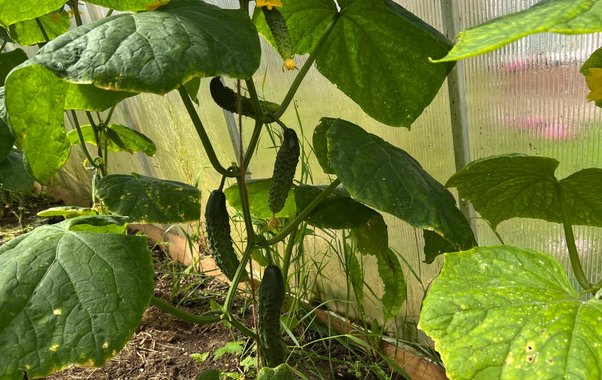 Кидаю 2 семечка в бутыль – и зовусь огуречным королём: урожай собираю вёдрами благодаря яичной скорлупе — пошаговая инструкция