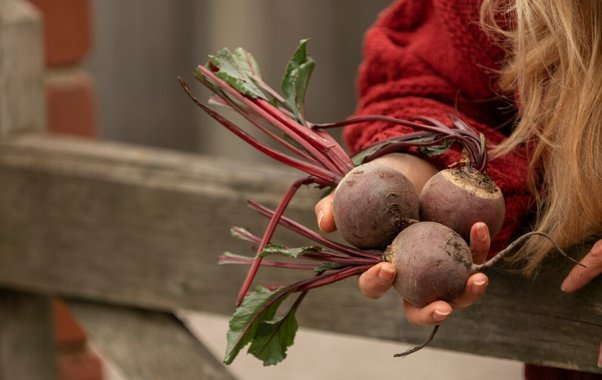 Самые сладкие сорта свёклы для посадки в 2026 году: выбираем корнеплоды, которые пролежат до весны