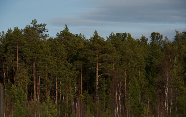 В лесах Свердловской области увеличилась численность диких животных – полный список видов и цифры