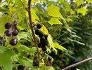 Что не любит смородина: 3 ошибки весеннего ухода, которые убивают урожай