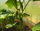 4 гибрида огурца, которые не подведут в 2026: не болеют и плодоносят до заморозков