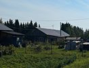 Растения на даче, за которые грозит штраф или тюрьма: полный запрещённый список