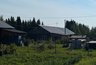 Растения на даче, за которые грозит штраф или тюрьма: полный запрещённый список