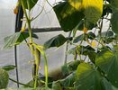 Рассада огурцов вытянулась: 3 простых шага, чтобы спасти урожай