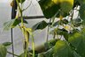Рассада огурцов вытянулась: 3 простых шага, чтобы спасти урожай