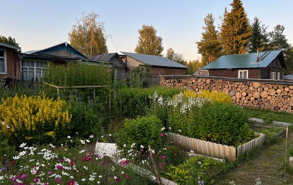 Не сажайте эти 7 деревьев у дома: разрушат фундамент, канализацию и крышу