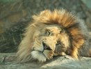 В екатеринбургском зоопарке льву Эрни устроили праздничный обед в честь 19-летия