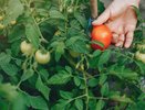 Подкормка томатов от А до Я: когда и что добавлять под куст