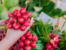 Сочная редиска без горечи: на что смотреть при покупке