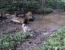В фотоловушке «Калужских засек» заметили одну из крупнейших сов региона