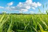 12 миллионов клещей завезли в Свердловскую область — но это не те клещи