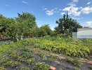Одна ложка в конце мая — и урожай до самой осени: дедовский метод, который работает