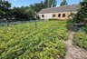 Хватит окучивать картошку по привычке: одна простая истина спасла урожай