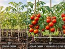 Новая схема посадки томатов — урожая в два-три раза больше без химии