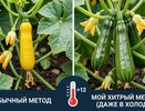 Кабачки завалят плодами даже в холодные май и июнь — мой хитрый метод