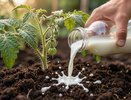 Молоко для томатов и перцев: как защитить от фитофторы и подкормить кальцием