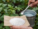 20 граммов на 10 литров воды. Простая подкормка для здоровой картошки