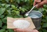 20 граммов на 10 литров воды. Простая подкормка для здоровой картошки