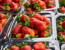 Россельхознадзор проверил 39 тонн импортной клубники, поступившей в Екатеринбург