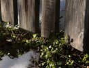 Синоптики предупредили жителей Свердловской области о заморозках до -6 градусов