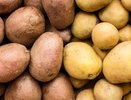Что положить в лунку при посадке картофеля: безопасные дозы и распространённые ошибки