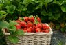 Один элемент при цветении клубники удваивает урожай ягод